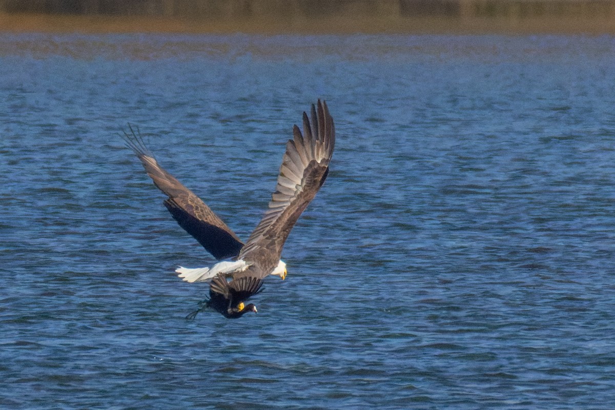 American Coot - ML644757252