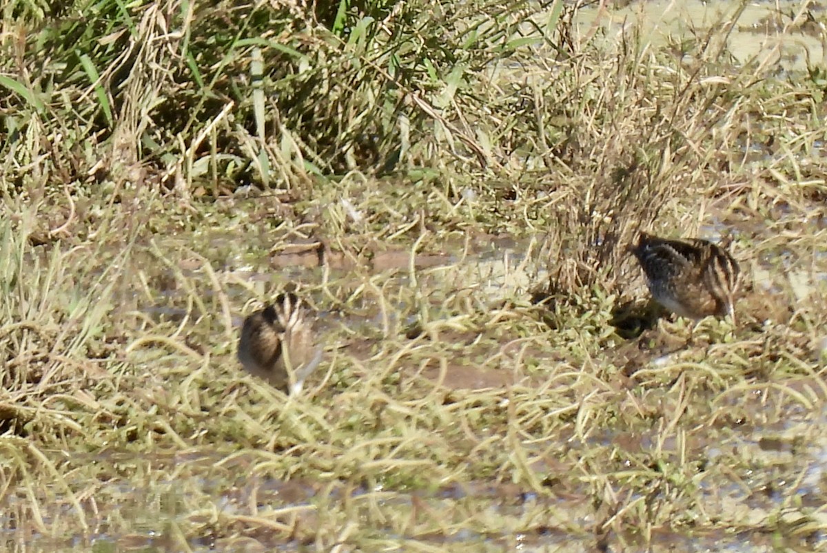 Wilson's Snipe - ML644757273