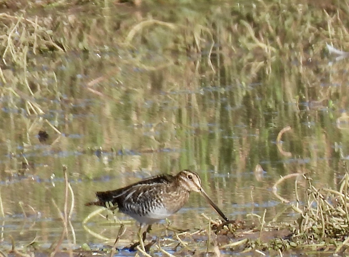 Wilson's Snipe - ML644757274