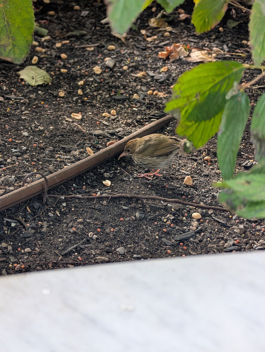 Ovenbird - ML644757276