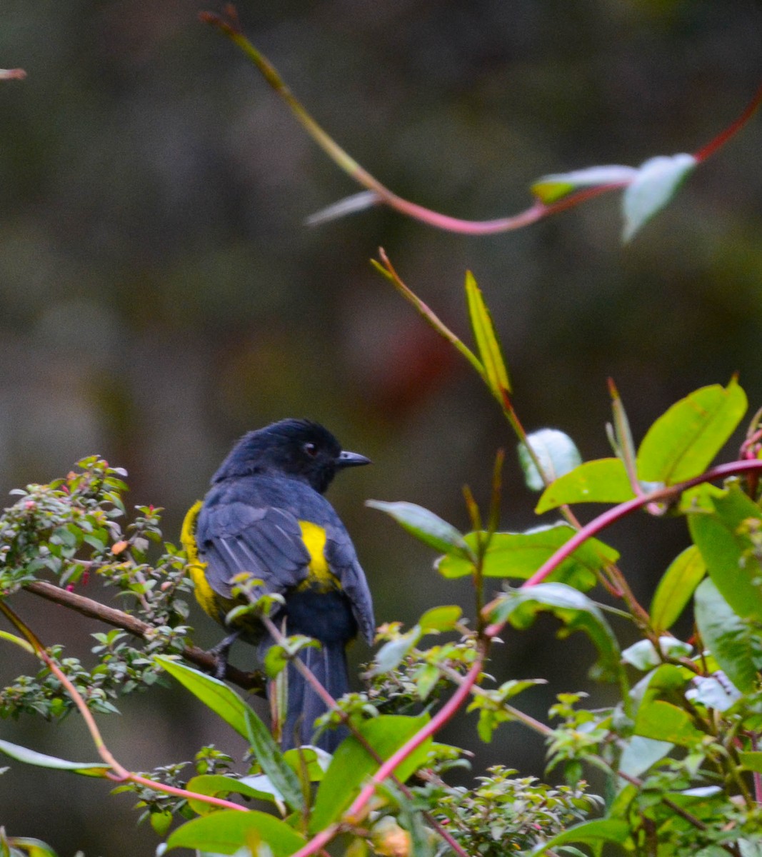 Phénoptile noir et jaune - ML644757277