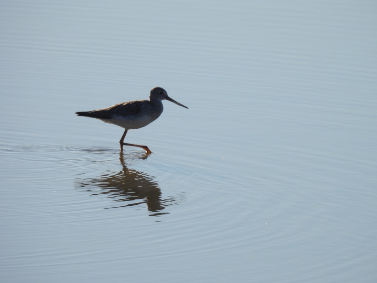 Greater Yellowlegs - ML644757292