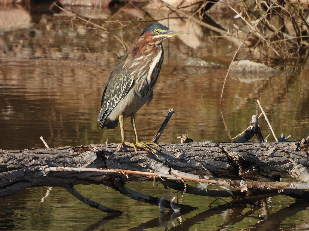 Green Heron - ML644757312