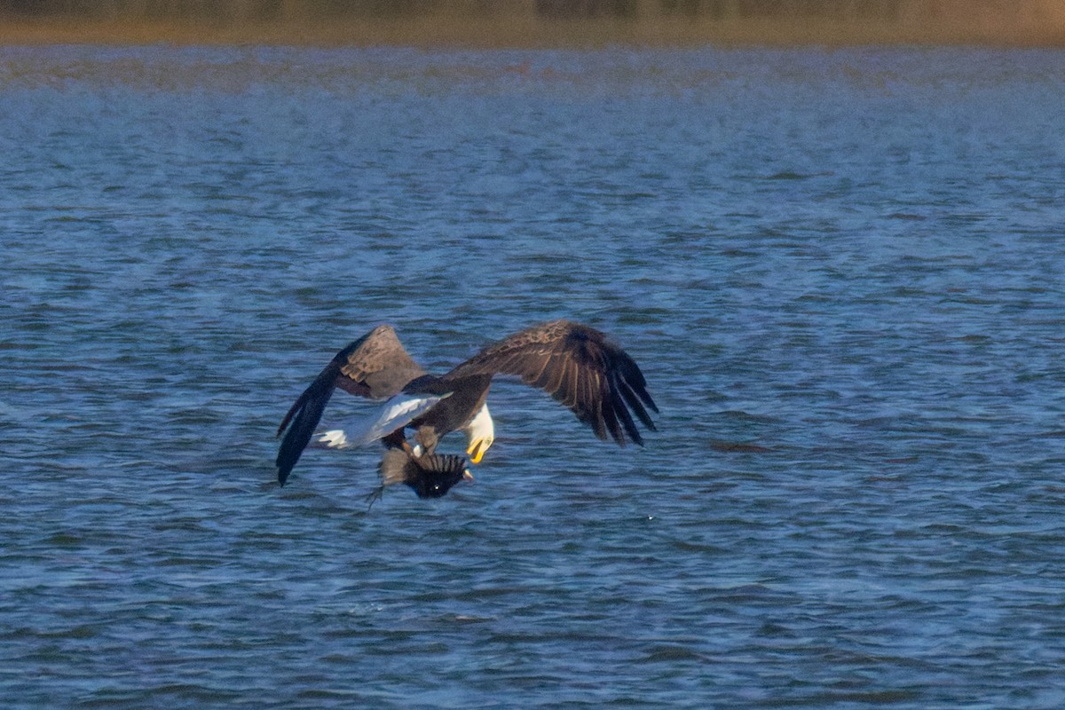 Bald Eagle - ML644757335
