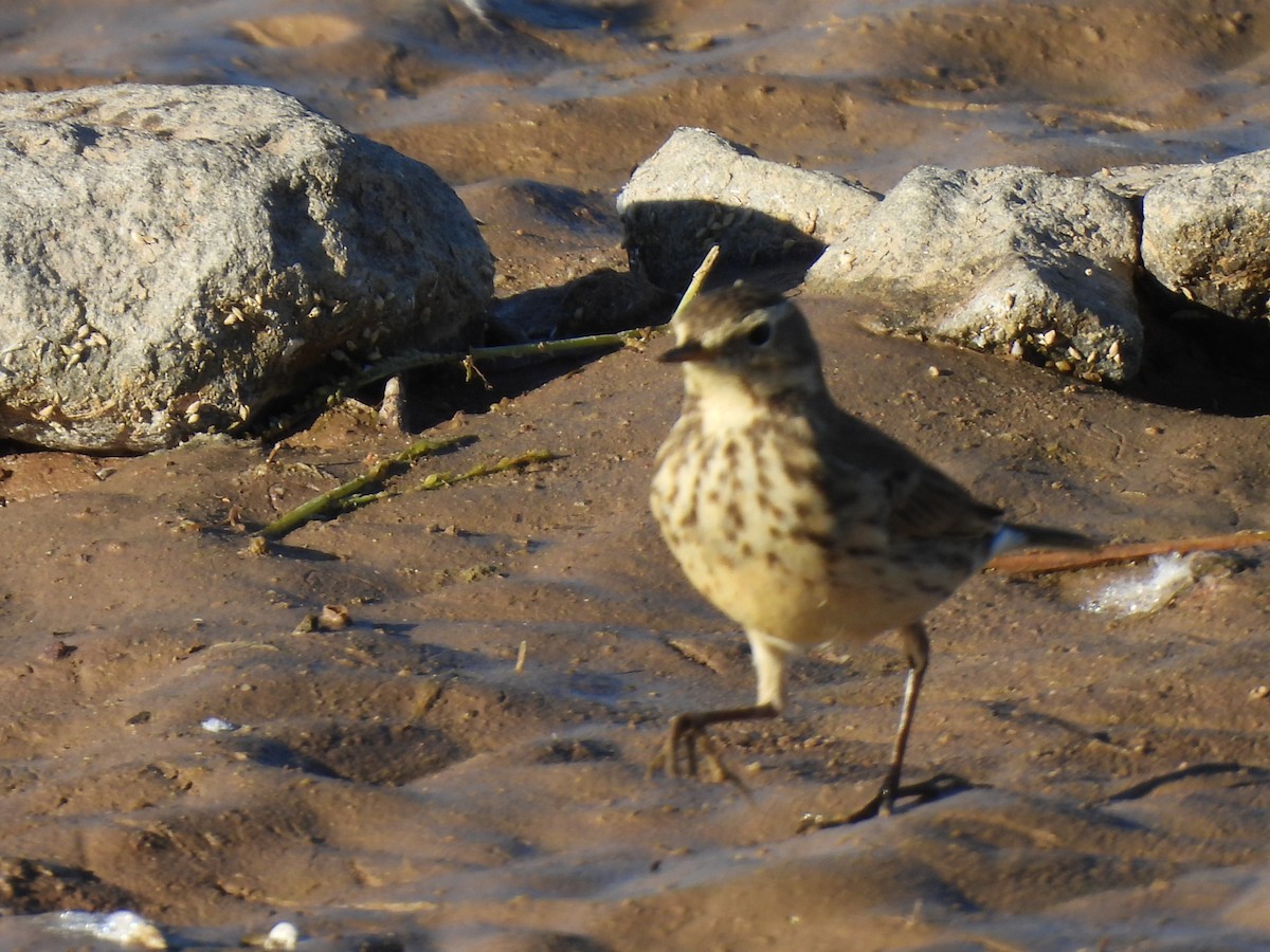 American Pipit - ML644757336