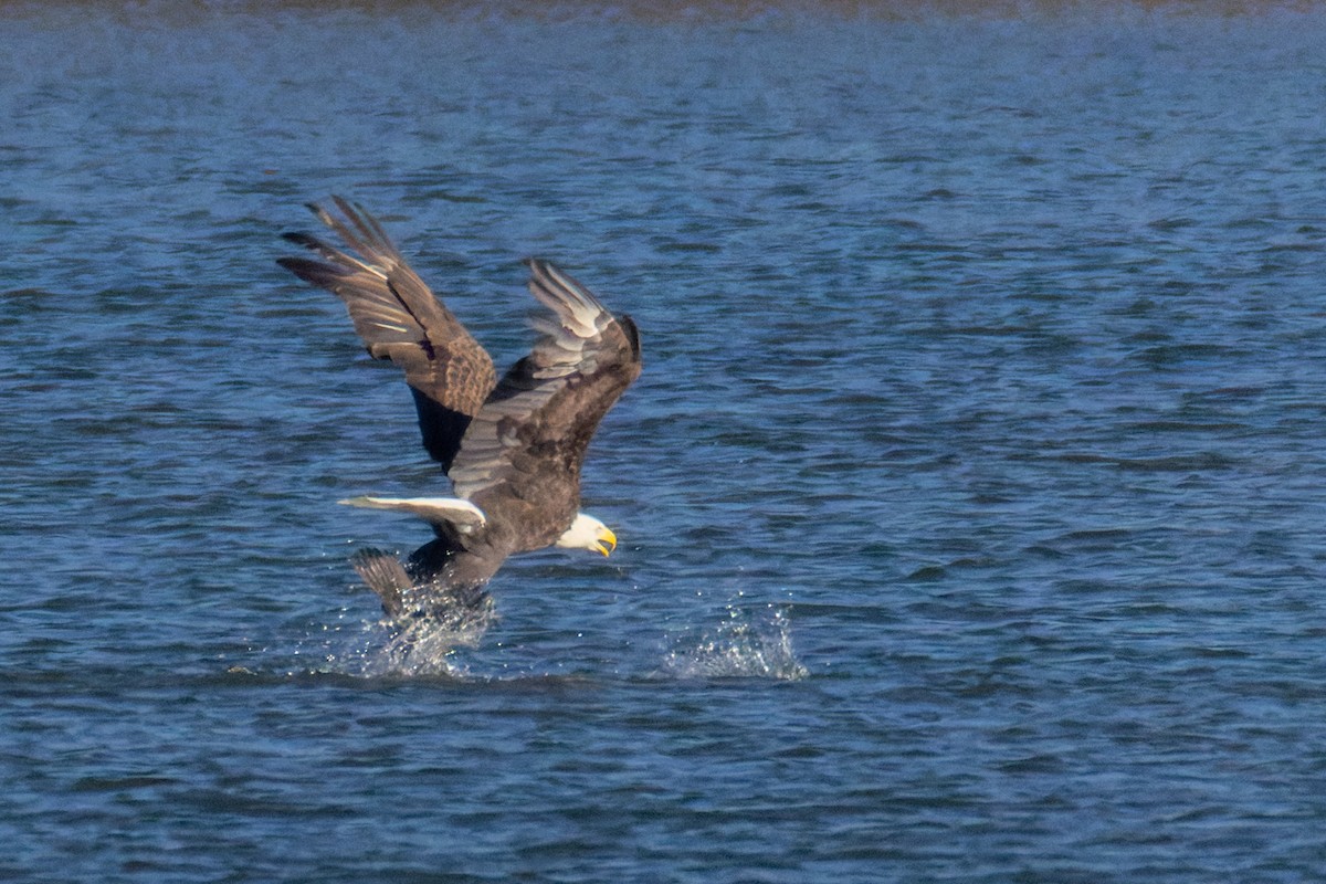 Bald Eagle - ML644757337