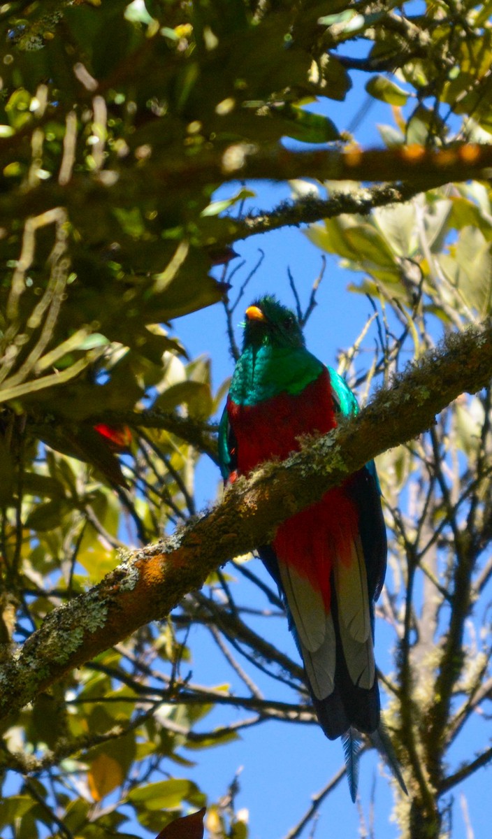 Quetzal resplendissant - ML644757338