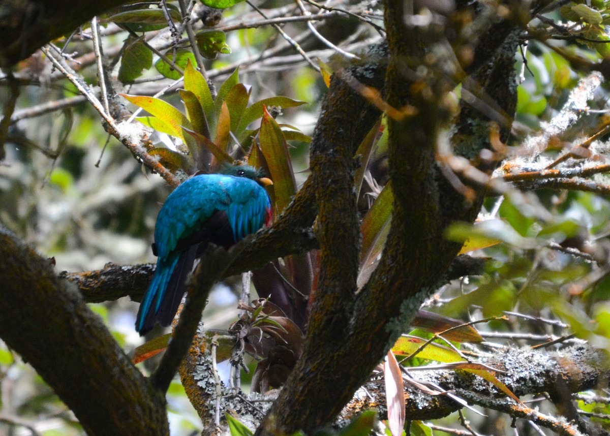 Quetzal resplendissant - ML644757346