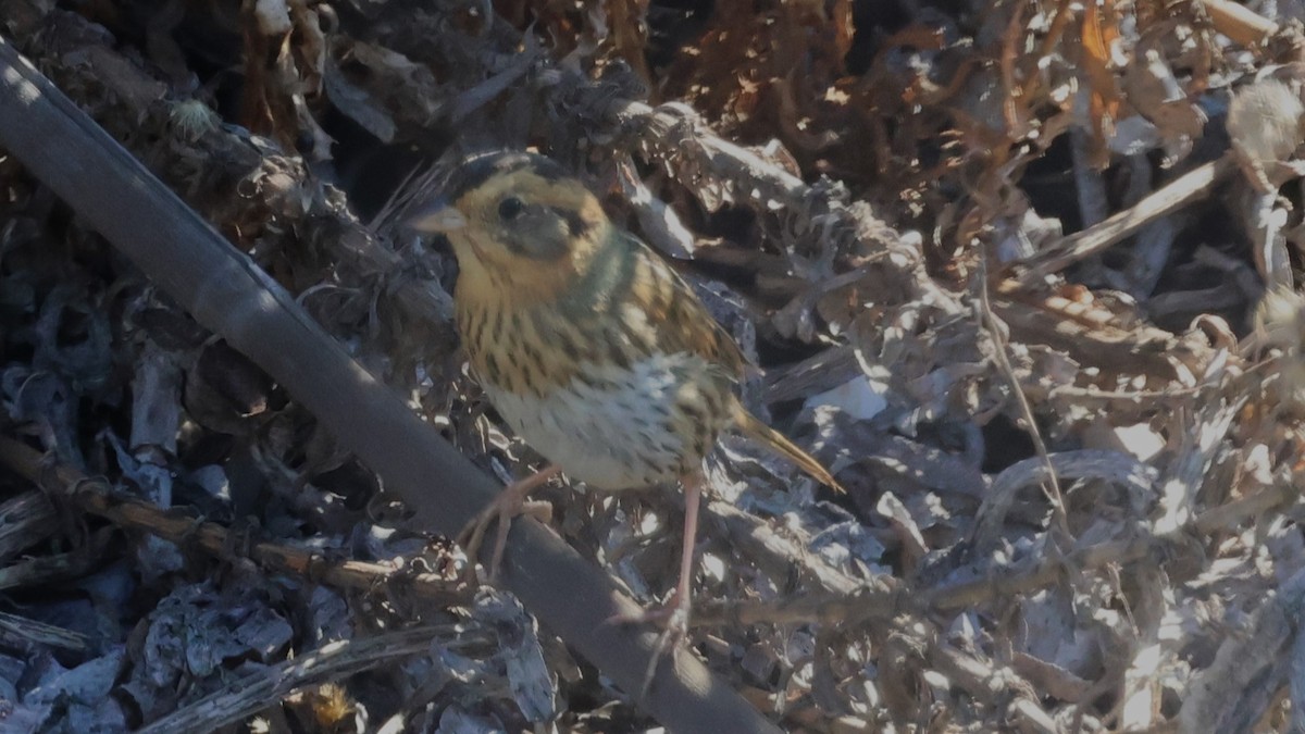 Nelson's Sparrow - ML644757349