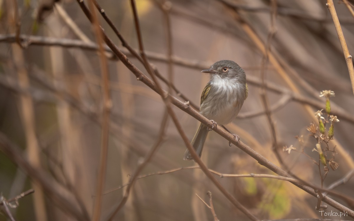 Pearly-vented Tody-Tyrant - ML644757351
