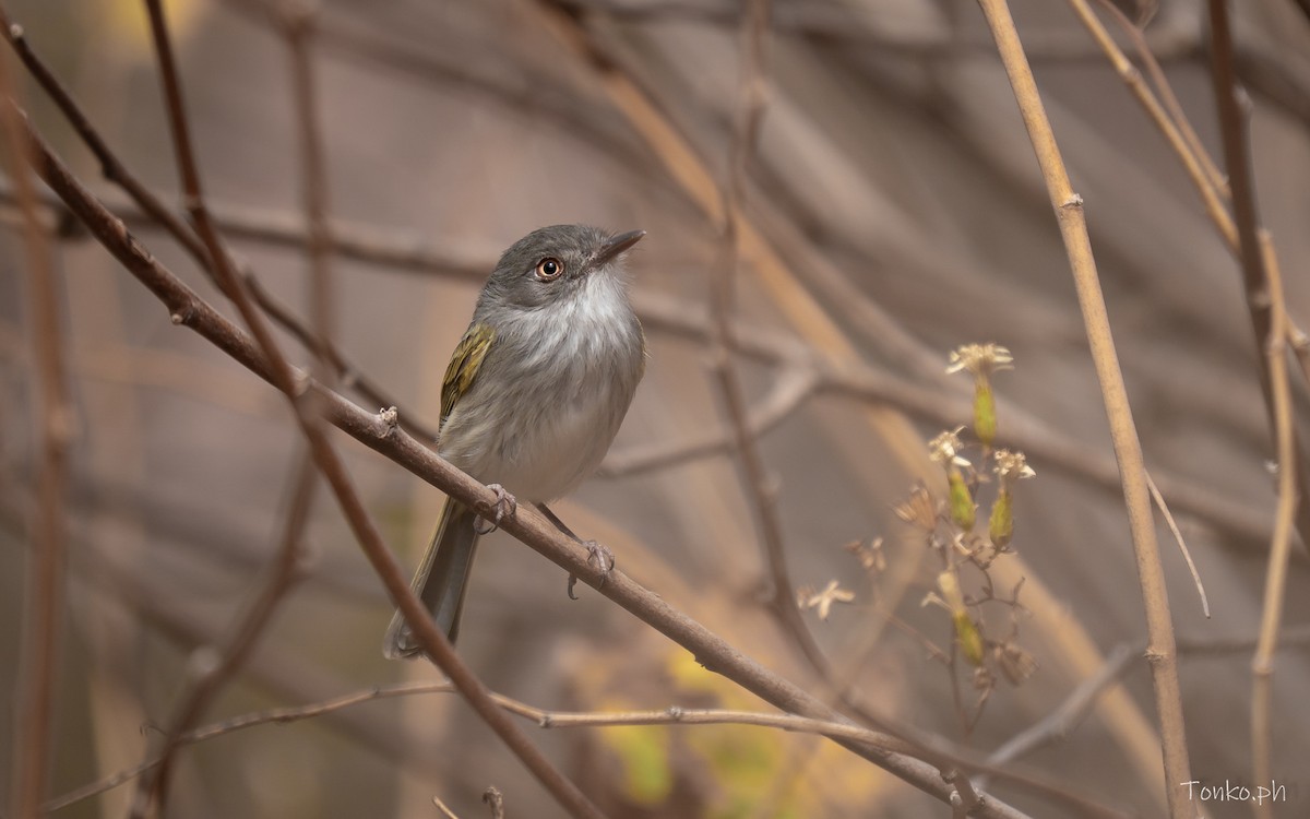 Pearly-vented Tody-Tyrant - ML644757352