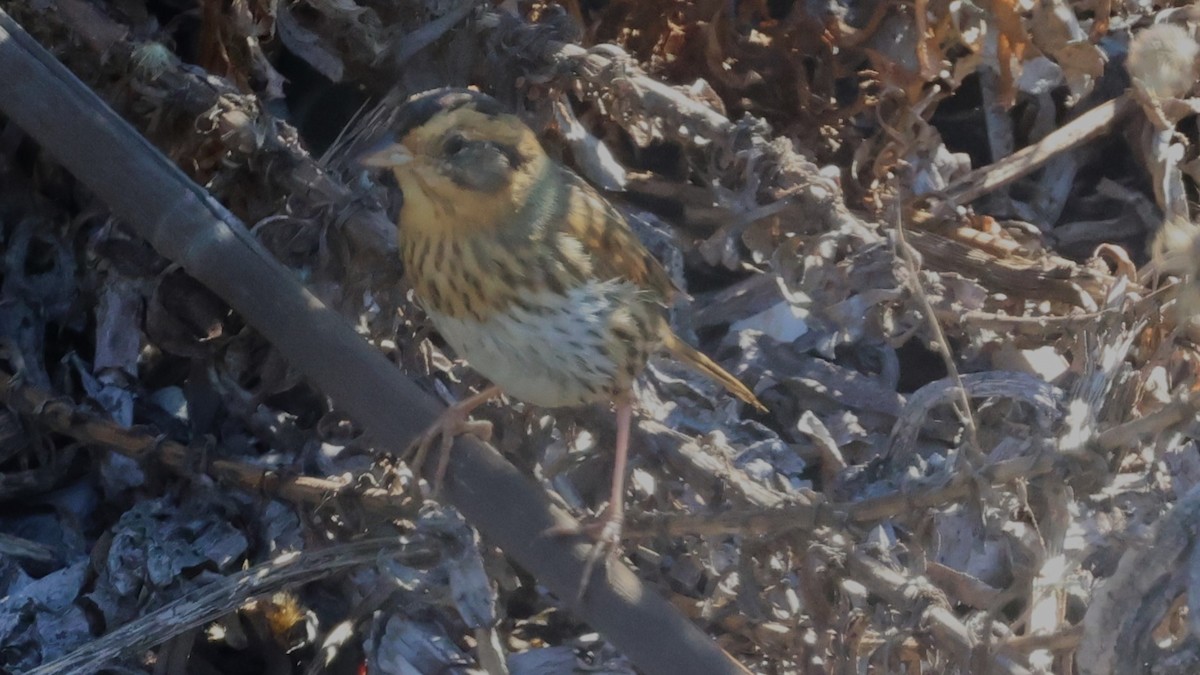 Nelson's Sparrow - ML644757353