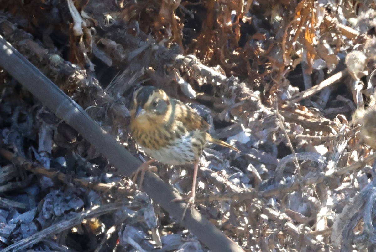Nelson's Sparrow - ML644757354