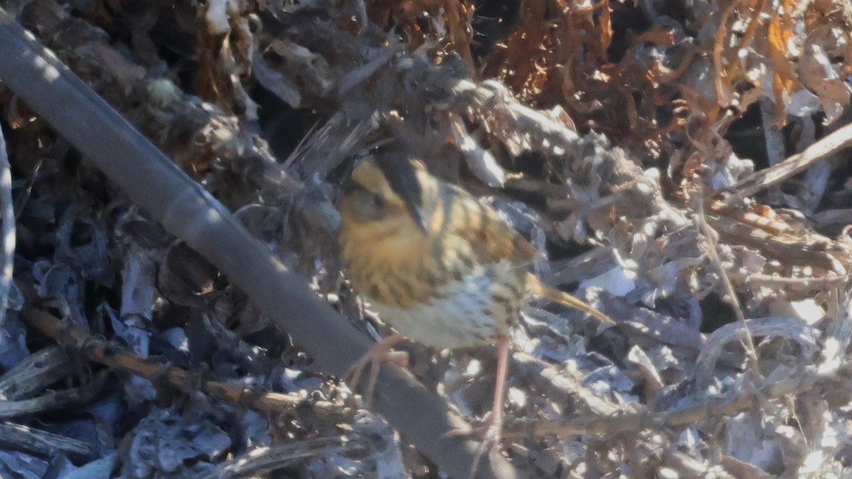 Nelson's Sparrow - ML644757355