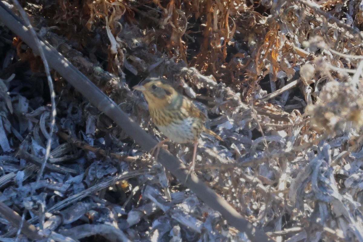 Nelson's Sparrow - ML644757356
