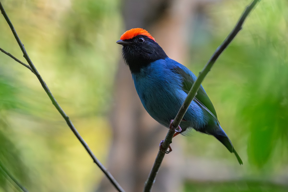 Swallow-tailed Manakin - ML644757390