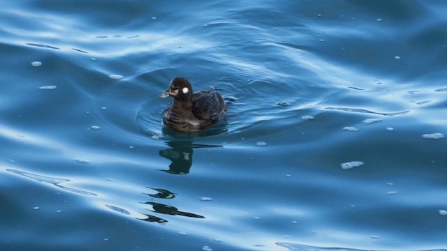 Arlequin plongeur - ML644757393