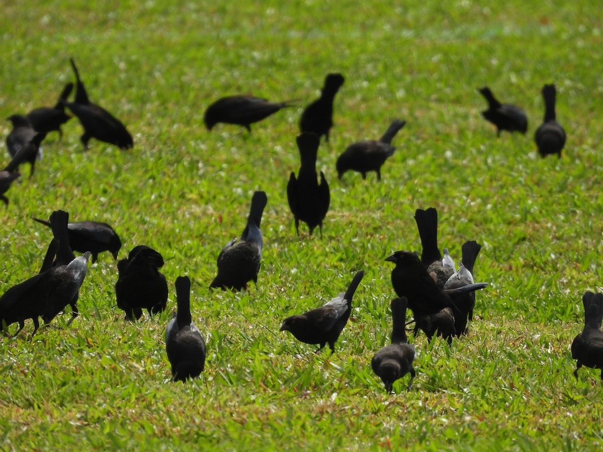 Красноглазый трупиал - ML644757400