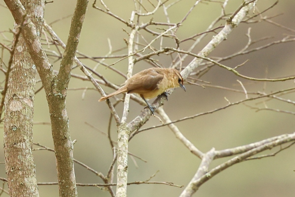 Synallaxe à front roux (groupe rufifrons) - ML644757421