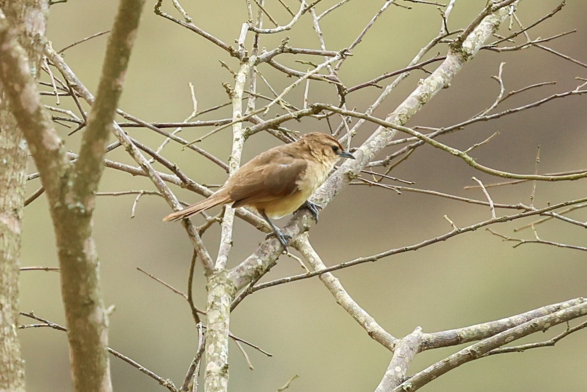 Synallaxe à front roux (groupe rufifrons) - ML644757422