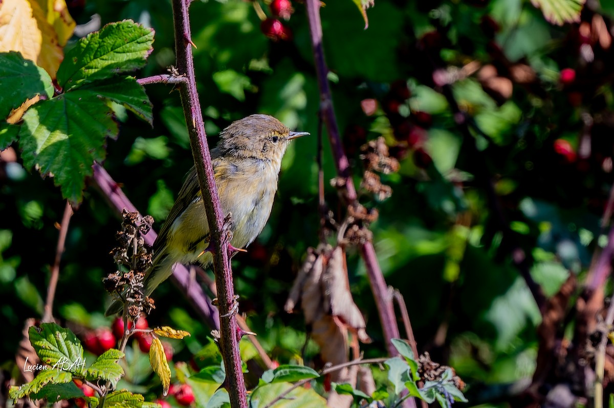 Mosquitero Común - ML644757449