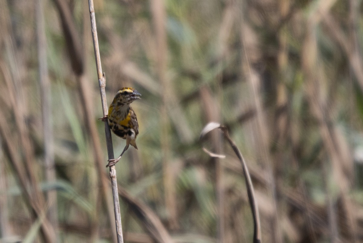 Yellow-crowned Bishop - ML644757458
