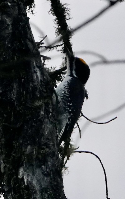 Black-backed Woodpecker - ML644757465