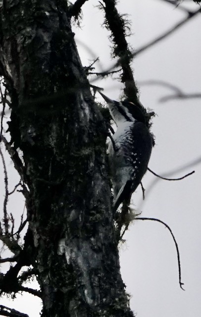 Black-backed Woodpecker - ML644757466