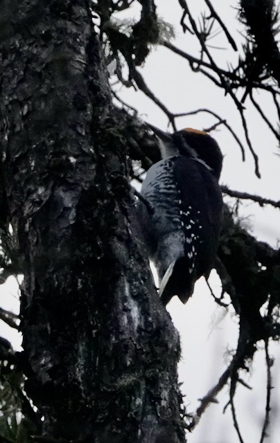 Black-backed Woodpecker - ML644757467