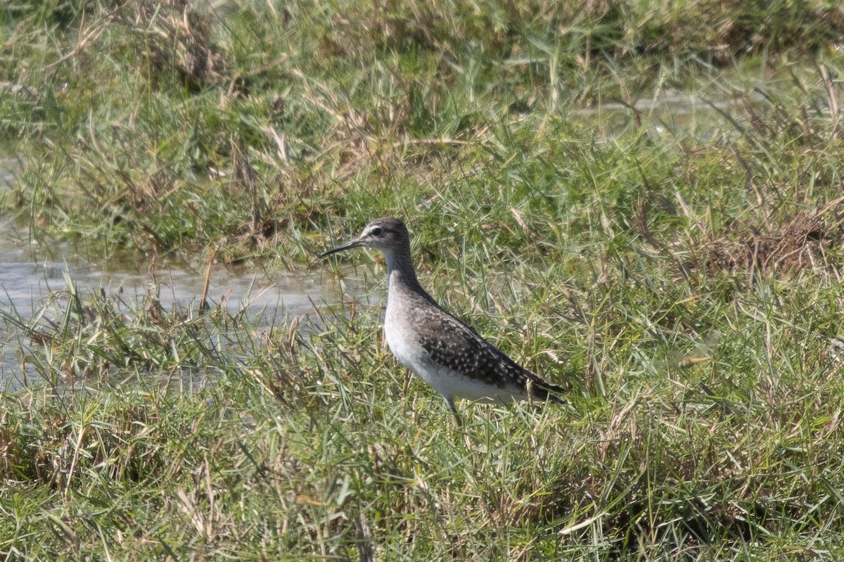 Шугуйн хөгчүү - ML644757475