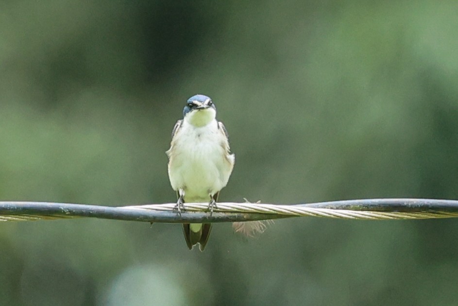 White-rumped Swallow - ML644757477