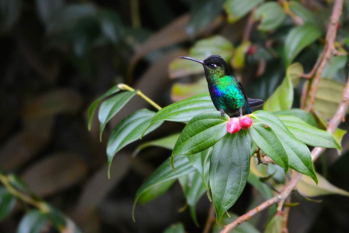 Colibri insigne - ML644757494