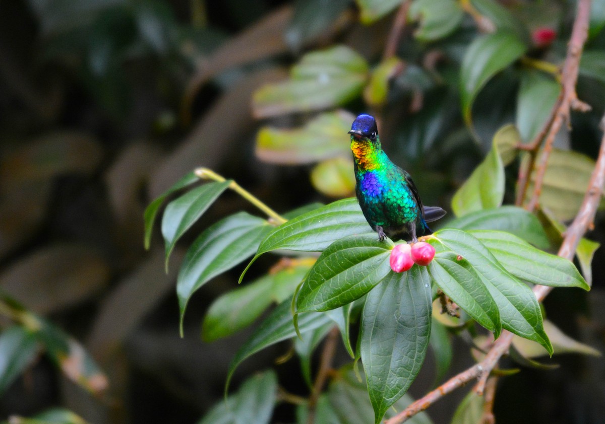 Colibri insigne - ML644757508