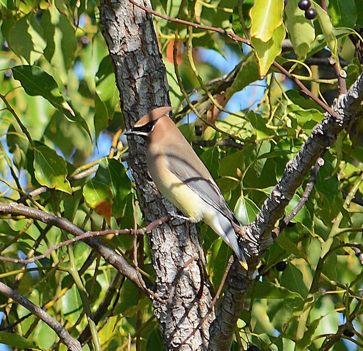 brkoslav americký - ML644757509