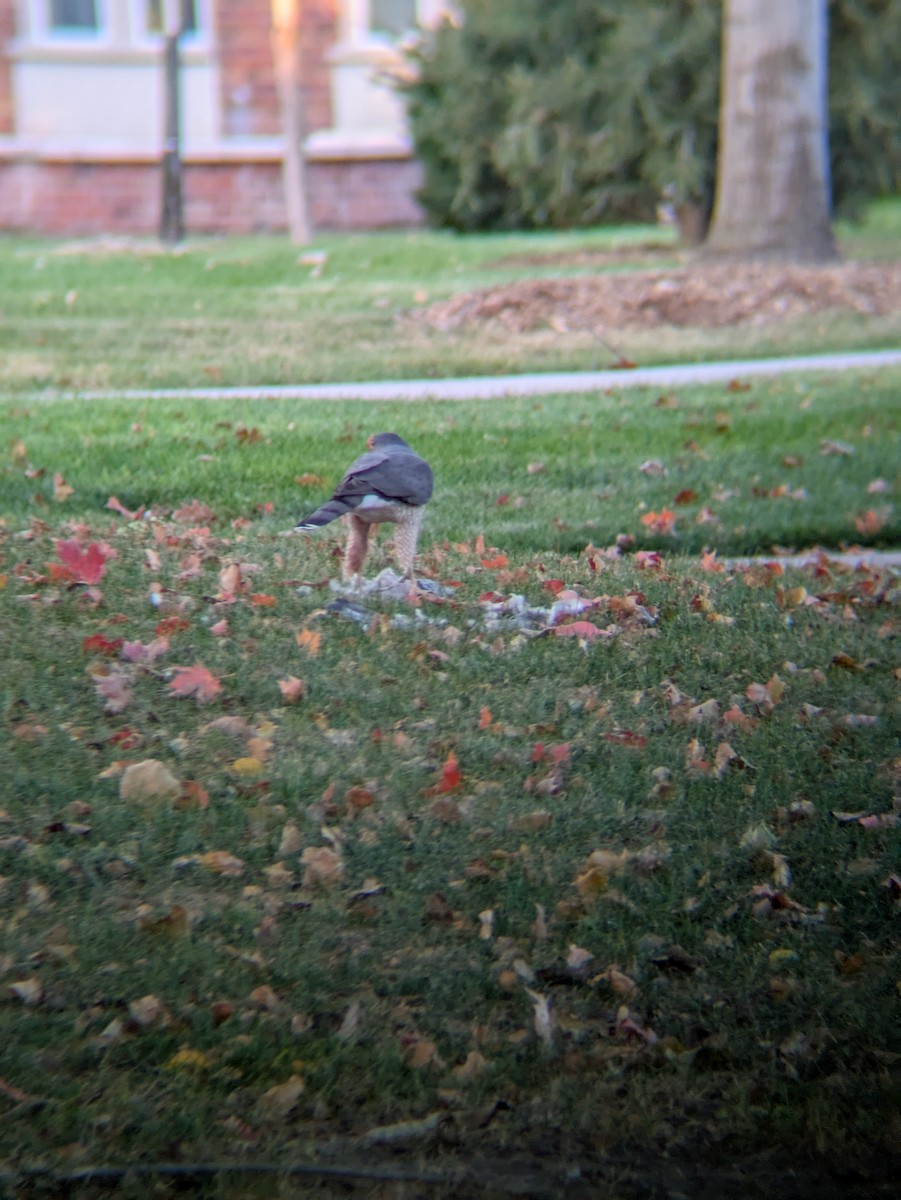 Cooper's Hawk - ML644757515