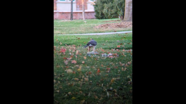 Épervier de Cooper - ML644757516