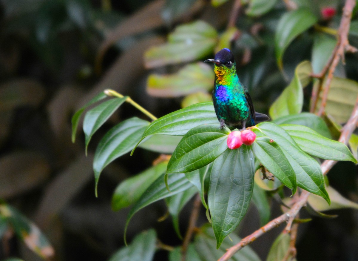 Colibri insigne - ML644757521