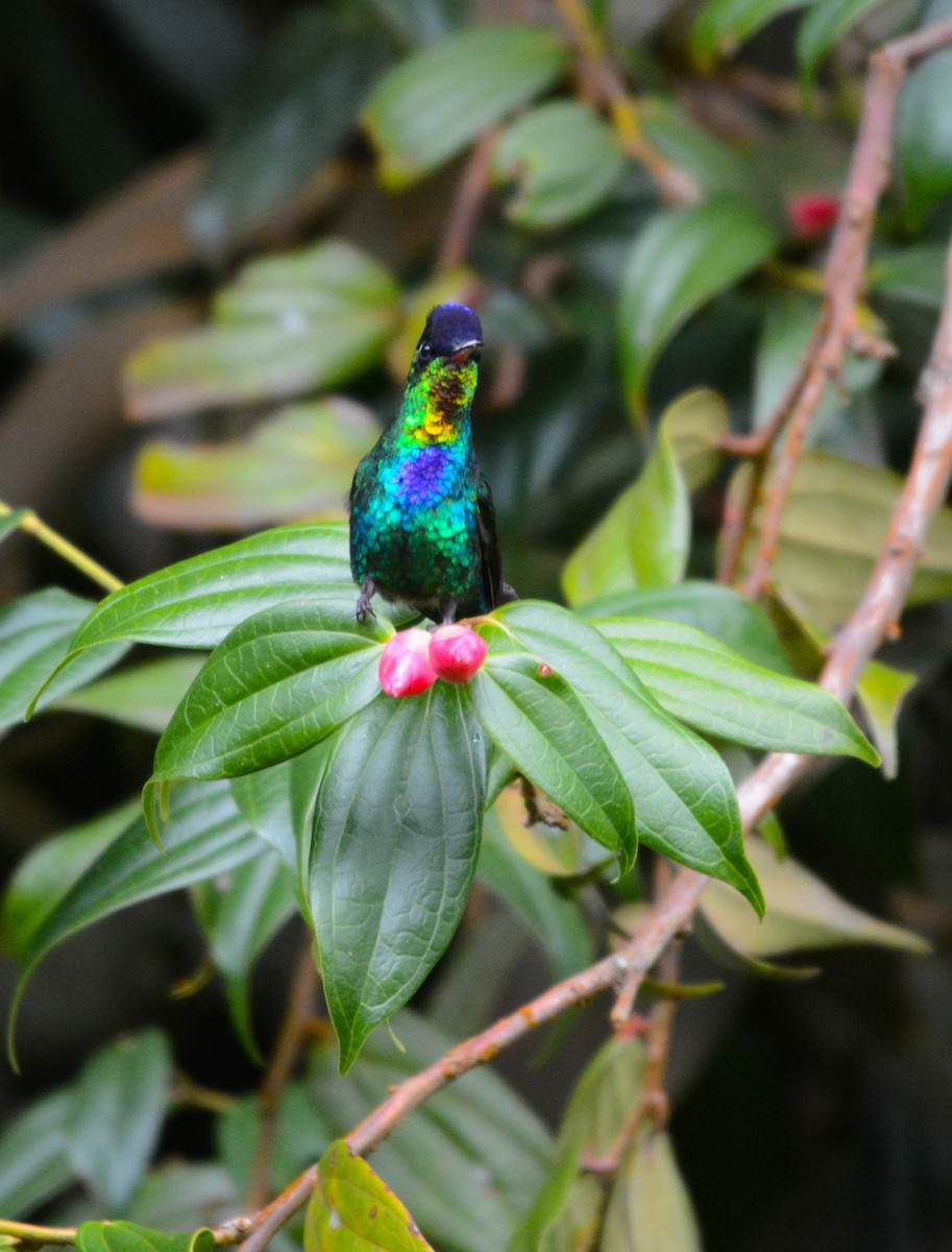 Colibri insigne - ML644757525