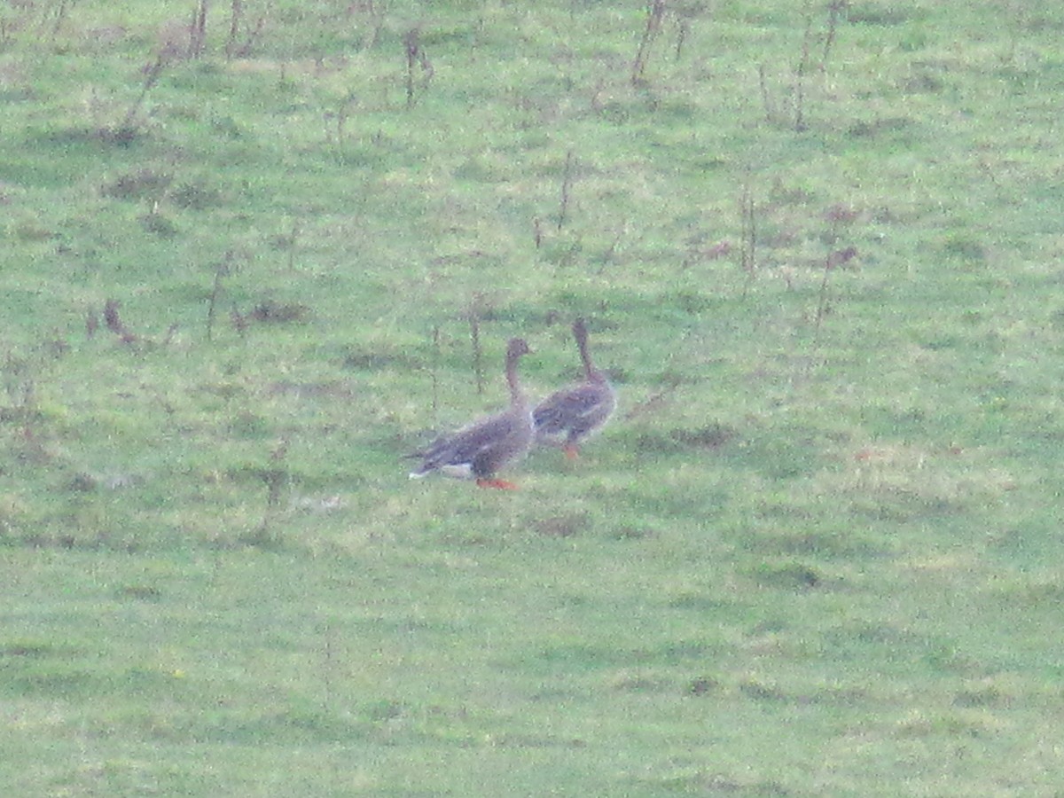 寒林豆雁 - ML644757530