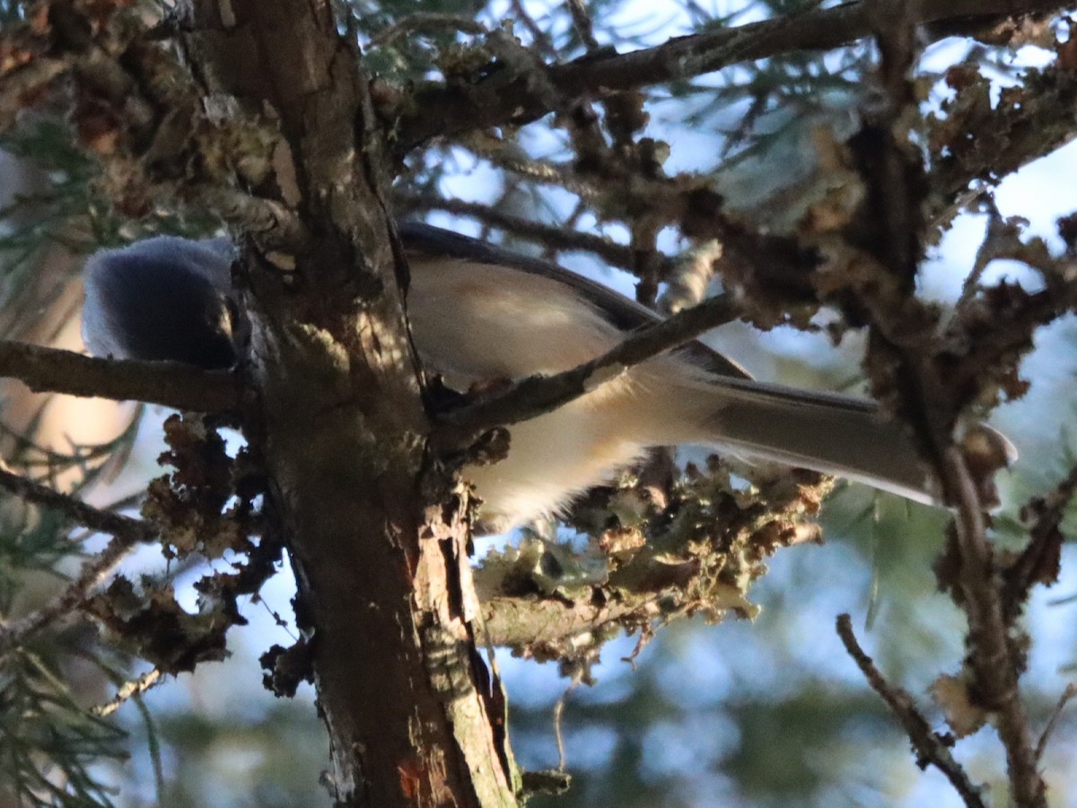 Tufted Titmouse - ML644757533