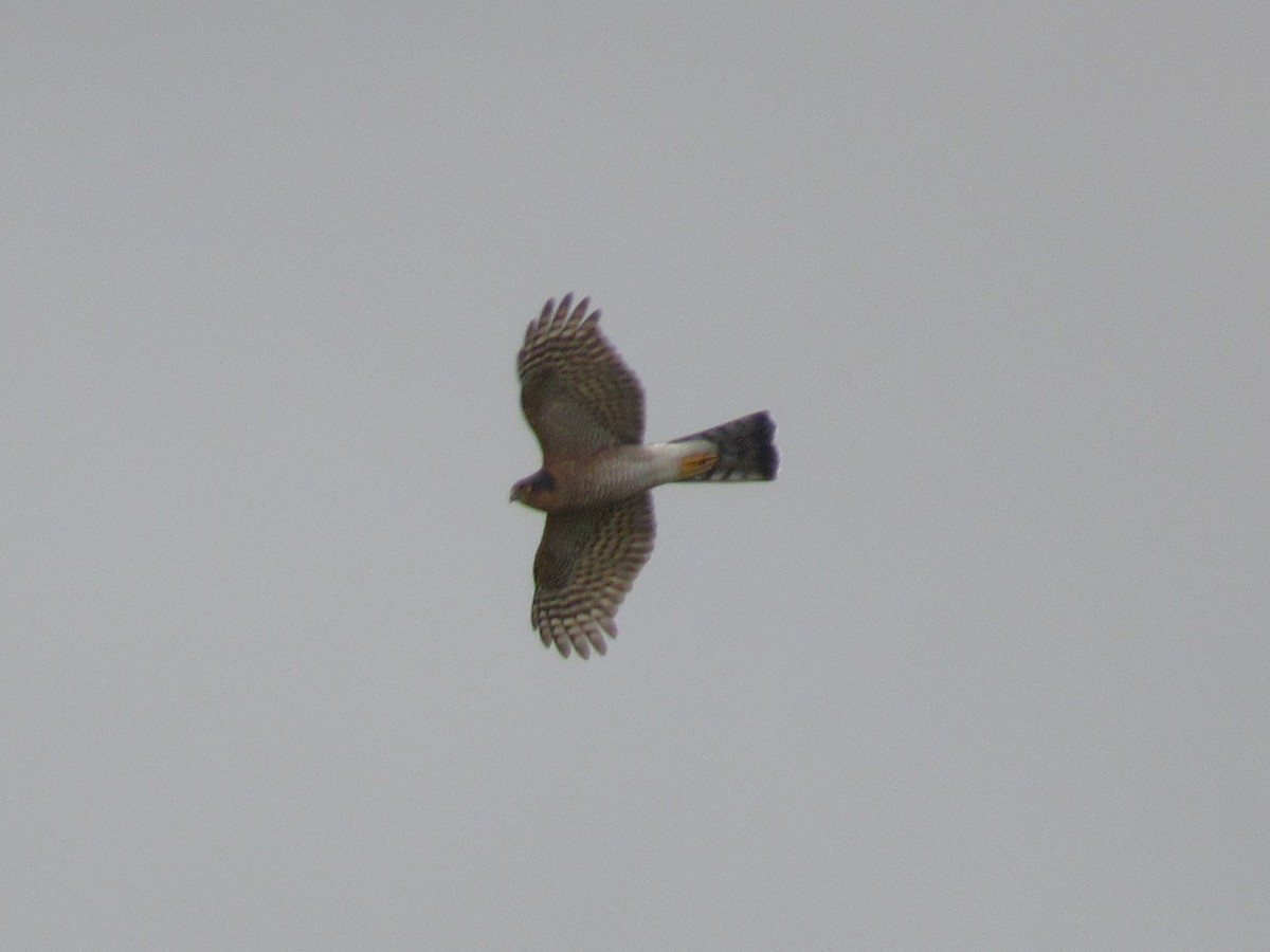 北雀鷹 - ML644757535