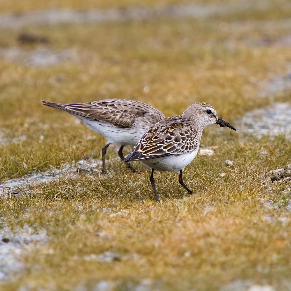 Weißbürzel-Strandläufer - ML644757536