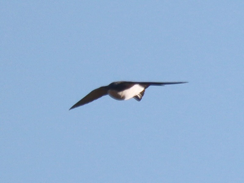 Tree Swallow - ML644757542