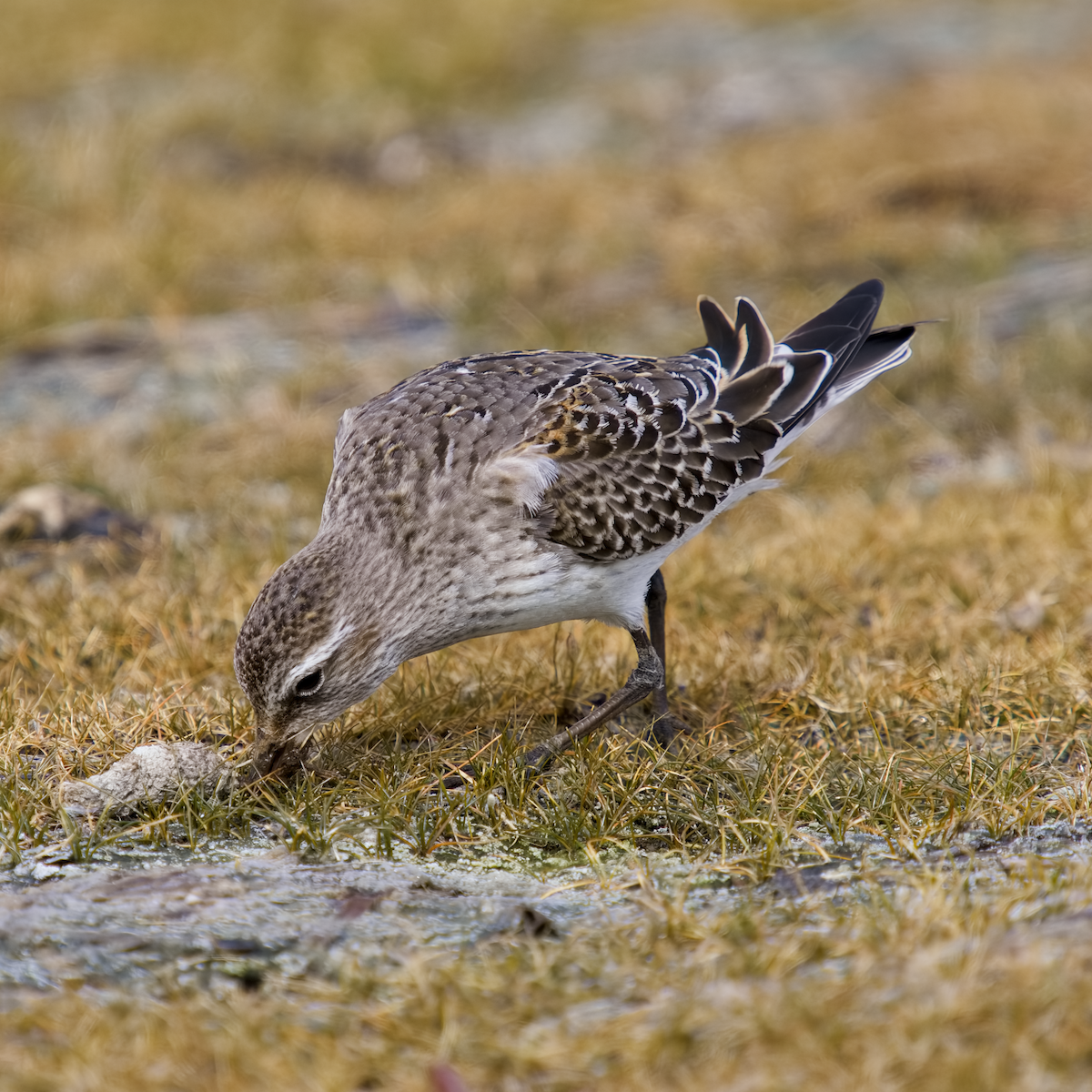 Weißbürzel-Strandläufer - ML644757545
