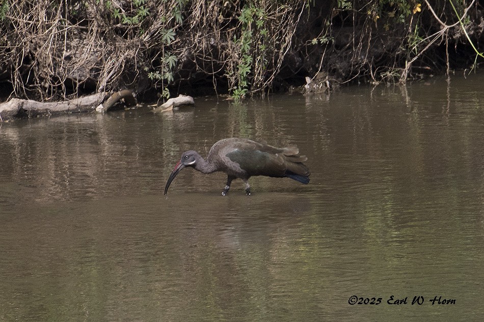 Hadada Ibis - ML644757549