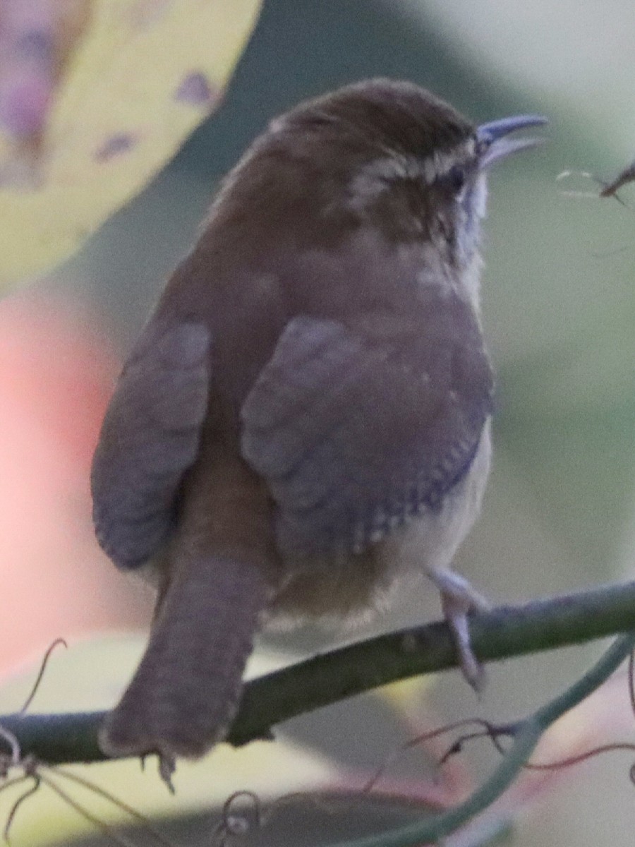 チャバラマユミソサザイ - ML644757552