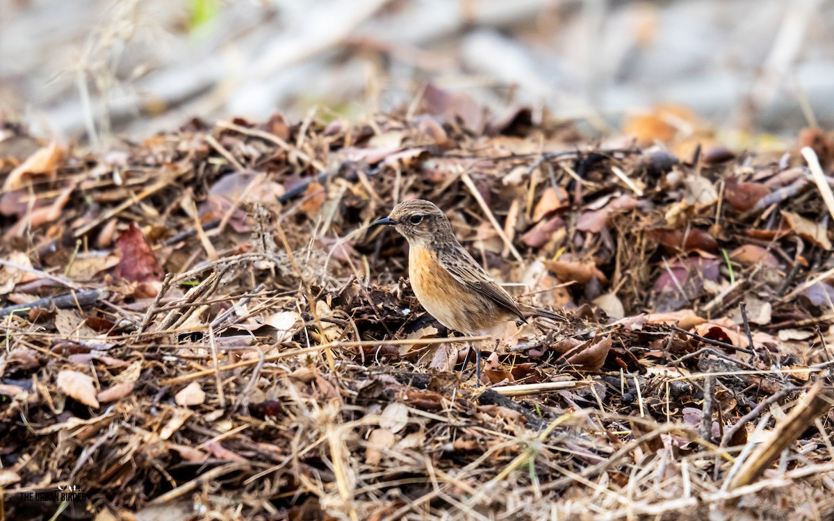 Трав'янка чорноголова - ML644757562