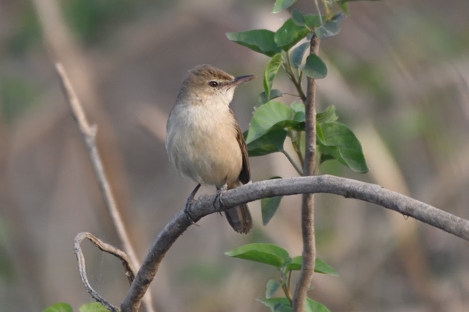 Lezkari zalapartaria - ML644757573