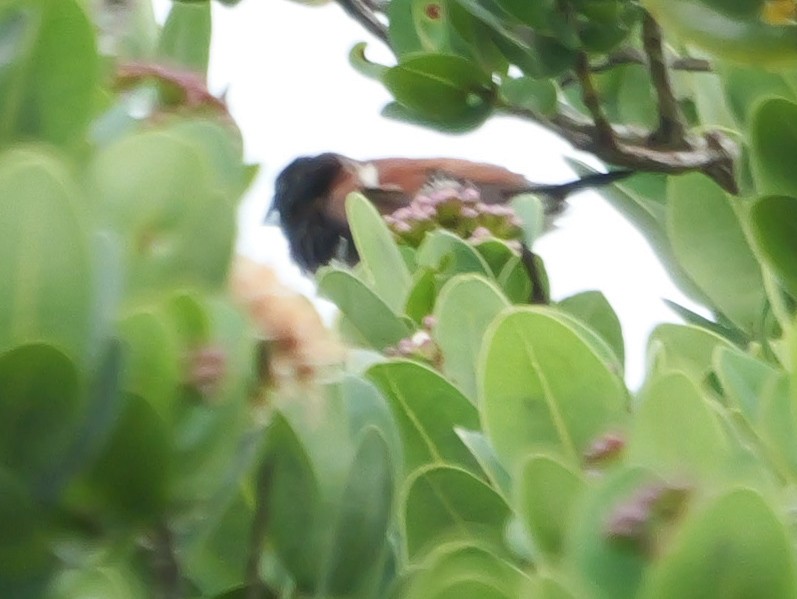 クロシチホウ - ML644757582