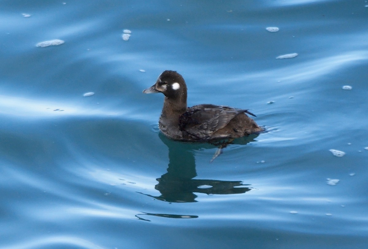 Harlequin Duck - ML644757584